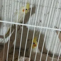 فروش عروس هلندی و کتوله برزیلی|پرنده|بیرجند, |دیوار