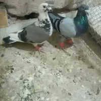 جفت سبز جلک ذات دار فروشی