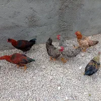 جوجه خروس دورگه