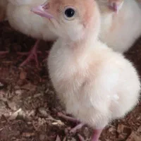 جوجه بوقلمون بیوتی ۶ زرین|حیوانات مزرعه|پیر بکران, |دیوار