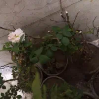 گل رز|گل و گیاه طبیعی|تهران, وردآورد|دیوار