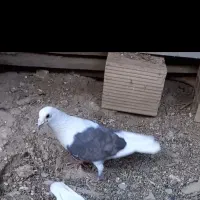 کبوتر گم شده خریدارم گالیکش