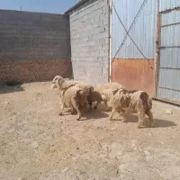 بره و کهره|حیوانات مزرعه|مرودشت, پشت سایپا‎|دیوار