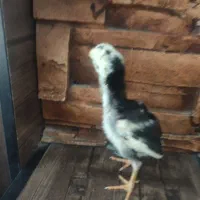 جوجه لاری|حیوانات مزرعه|کرمانشاه, |دیوار