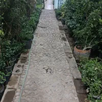 واگذاری گلخانه