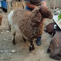 بره قوچی