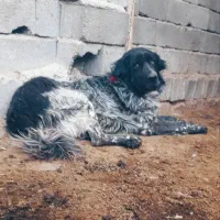 واگزاری نر قدرجون