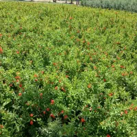 نهال انار شهرضا|خدمات باغبانی و درختکاری|اصفهان, سودان|دیوار