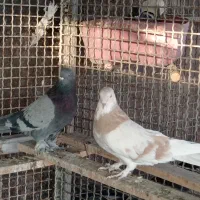 درود یه ماده کاغذی ویا نربرجی پر|پرنده|خمینی‌شهر, |دیوار