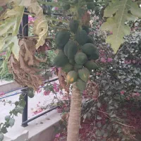 باغبانی