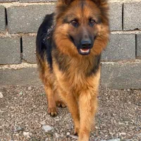 توله ژرمن شپرد شولاین