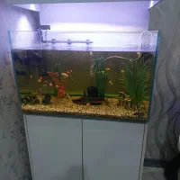 اکواریوم|ماهی|تهران, بیسیم|دیوار