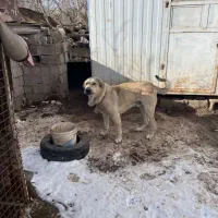 واگذاری عراقی و سراب