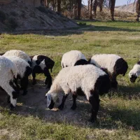 گوسفند|حیوانات مزرعه|میرجاوه, |دیوار