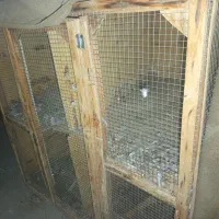 قفس جفت کن پرنده