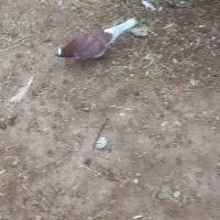 کبوتر تهرانی