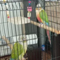 فروش طوطی گرینچیک|پرنده|فردیس, فردیس|دیوار