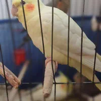 جوجه ی عروس هلندی یک ماه نیم کاملا رام وآرام|پرنده|تهران, امام زاده عبدالله|دیوار
