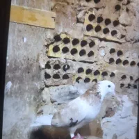 کفتر پرشی حسابی شازده سرور و شازده زرد|پرنده|قم, شاه سید علی|دیوار