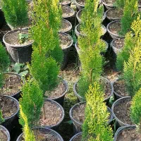 کاج کامیس نوکدار فشرده|فعالیت داوطلبانه|کلاچای, |دیوار