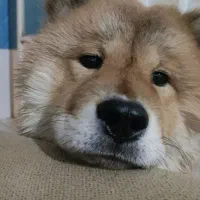 سگ چاو چاو