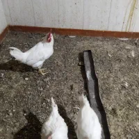 تعدادی خروس زیر قیمت حراج شده|حیوانات مزرعه|هشتگرد, سعید آباد|دیوار