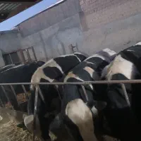 فروش گوساله