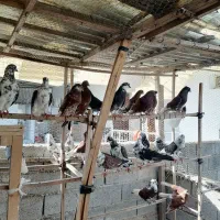 فروش کفتر پرشی ضمانتی