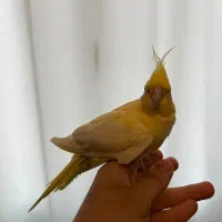 طوطی عروس هلندی مولد|پرنده|لنگرود, |دیوار