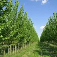 محصولی اصیل و مرغوب برای باغداران حرفهای|خدمات باغبانی و درختکاری|کوهدشت, |دیوار