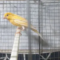 قناری نر