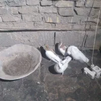 ۷ عدد کفتر رنگی