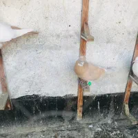 کفتر|پرنده|مشهد, باغون آباد|دیوار