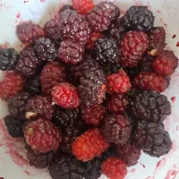 شاه توت درجه یک
