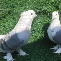فروش کبوتر بوشهری و پلاکی