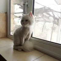 گربه پرشین سفید|گربه|سردشت, |دیوار