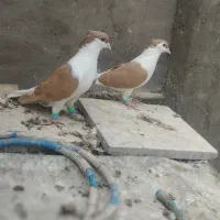 کبوتر رنگی و پلاکی