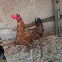 مرغ محلی تخمگذار