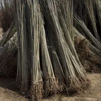 انواع نهال صنوبر یکساله ودوساله در نهالستان غرب