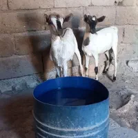 دو رگه صومال