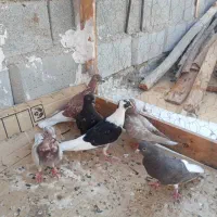 فروش کبوتر|پرنده|برازجان, |دیوار