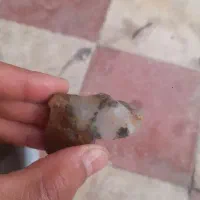 سنگ شجر با اصالت درخت بزرگ