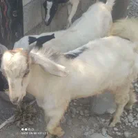 نری