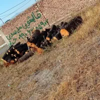 خریدانواع صنوبر بید چوب میوه خرید بادریز|خدمات باغبانی و درختکاری|اهر, |دیوار