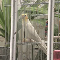 سه عدد عروس هلندی نر و سخنکو