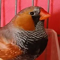 یک جفت فنچ کینگ درشت مولد خانگی
