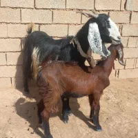 بره و بز گوسفند بزغاله