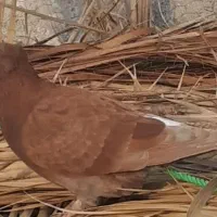 کبوتر نر قهوای دم سفیدنر فقط۳۵۰