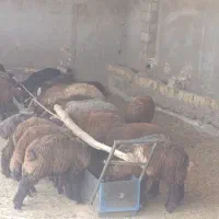 بره نر