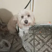 پیدا شده